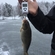 Prussian carp