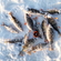 Eurasian perch