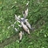 Carp bream
