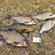 Carp bream