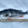 Eurasian perch
