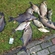 Carp bream