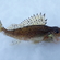 Ruffe