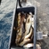 Atlantic cod