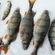 Eurasian perch