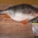 Eurasian perch
