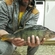 Eurasian perch