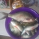 Carp bream