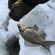Prussian carp