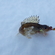 Ruffe