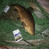 Tench
