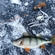 Eurasian perch