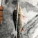 Eurasian perch