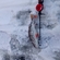 Eurasian perch