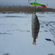 Eurasian perch