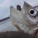 European smelt
