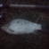Prussian carp