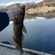 Atlantic cod