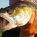 Pike perch