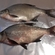 Carp bream