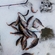 Eurasian perch