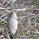 Prussian carp