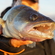 Pike perch