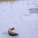 Eurasian perch