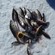 Eurasian perch