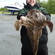 Siamese mud carp
