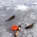 Eurasian perch