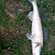 Pike perch