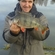 Eurasian perch