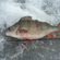 Eurasian perch