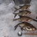 Carp bream