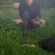 Tench