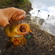 Tench