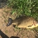 Crucian carp