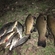Tench