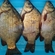 Crucian carp