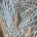 Eurasian perch