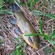 Tench