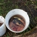 Tench