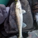 Pike perch