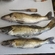 Pike perch