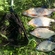 Carp bream