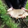 Carp bream