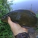 Tench