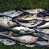 Atlantic cod