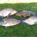 Tench